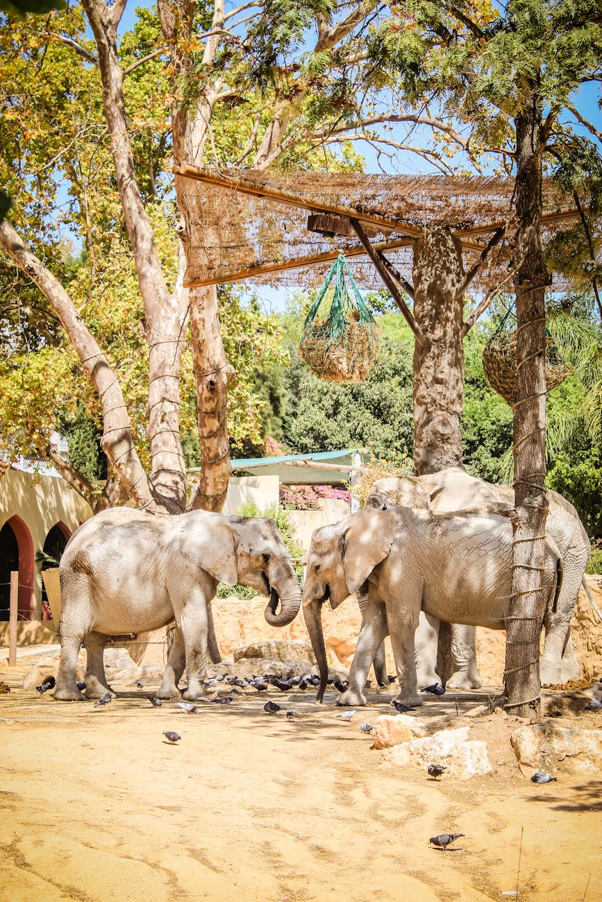 African elephants gather under a shaded area in a zoo, surrounded by trees.