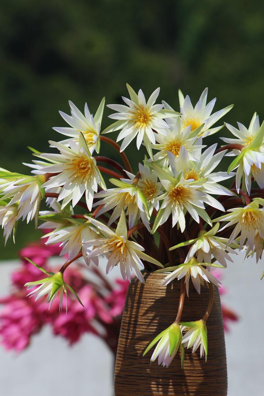 A vibrant display of white water lilies elegantly arranged in a wooden vase set against a lush green background.
