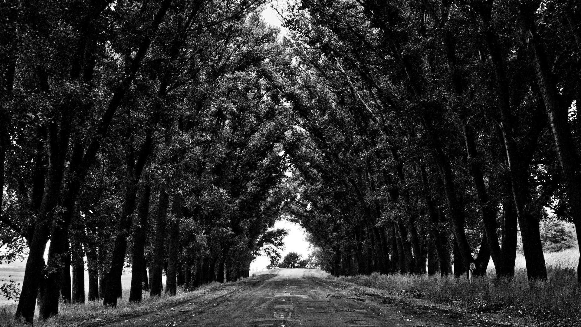 Random image from Lorem Picsum