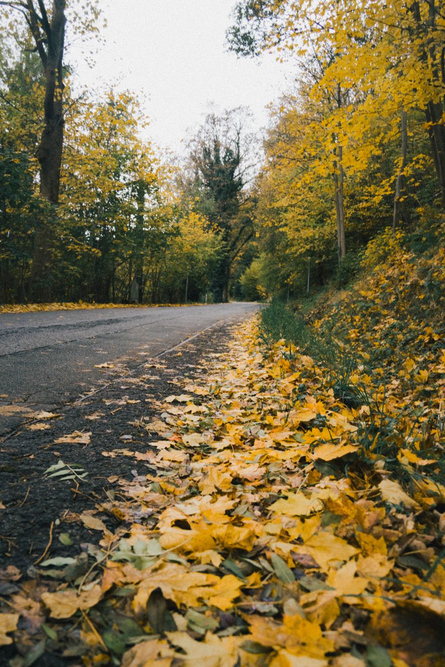 A tranquil rural road lined with vibrant yellow autumn leaves and tall trees, capturing the essence of fall.