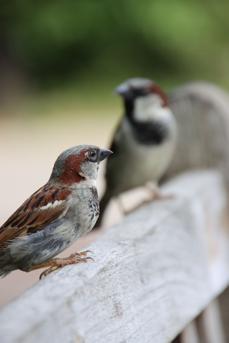 Two sparrows perched on a wooden fence with a blurred natural background.