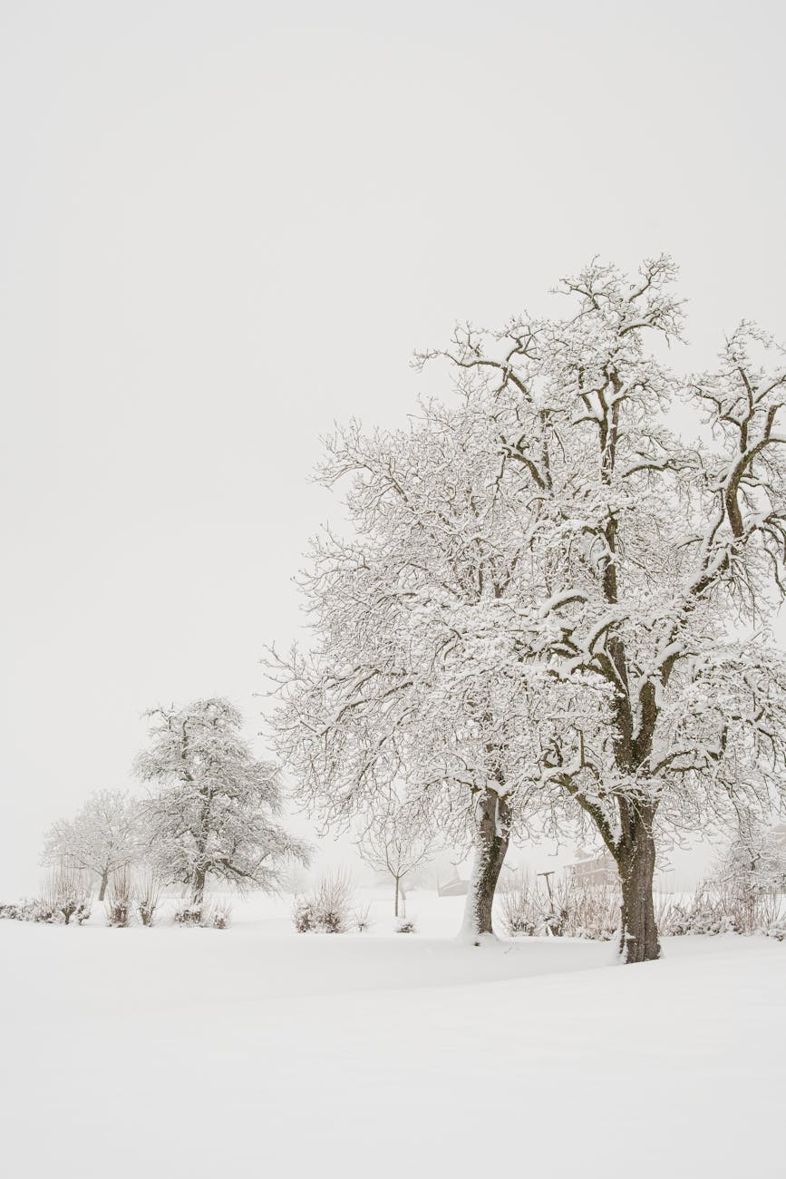 Peaceful winter scene featuring snow-laden trees in a snowy field.