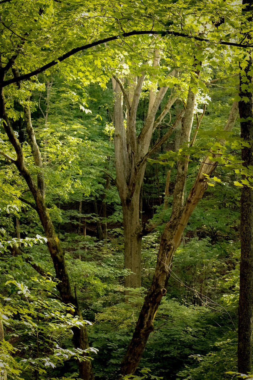 Dense forest with tall trees and vivid green foliage under bright daylight.
