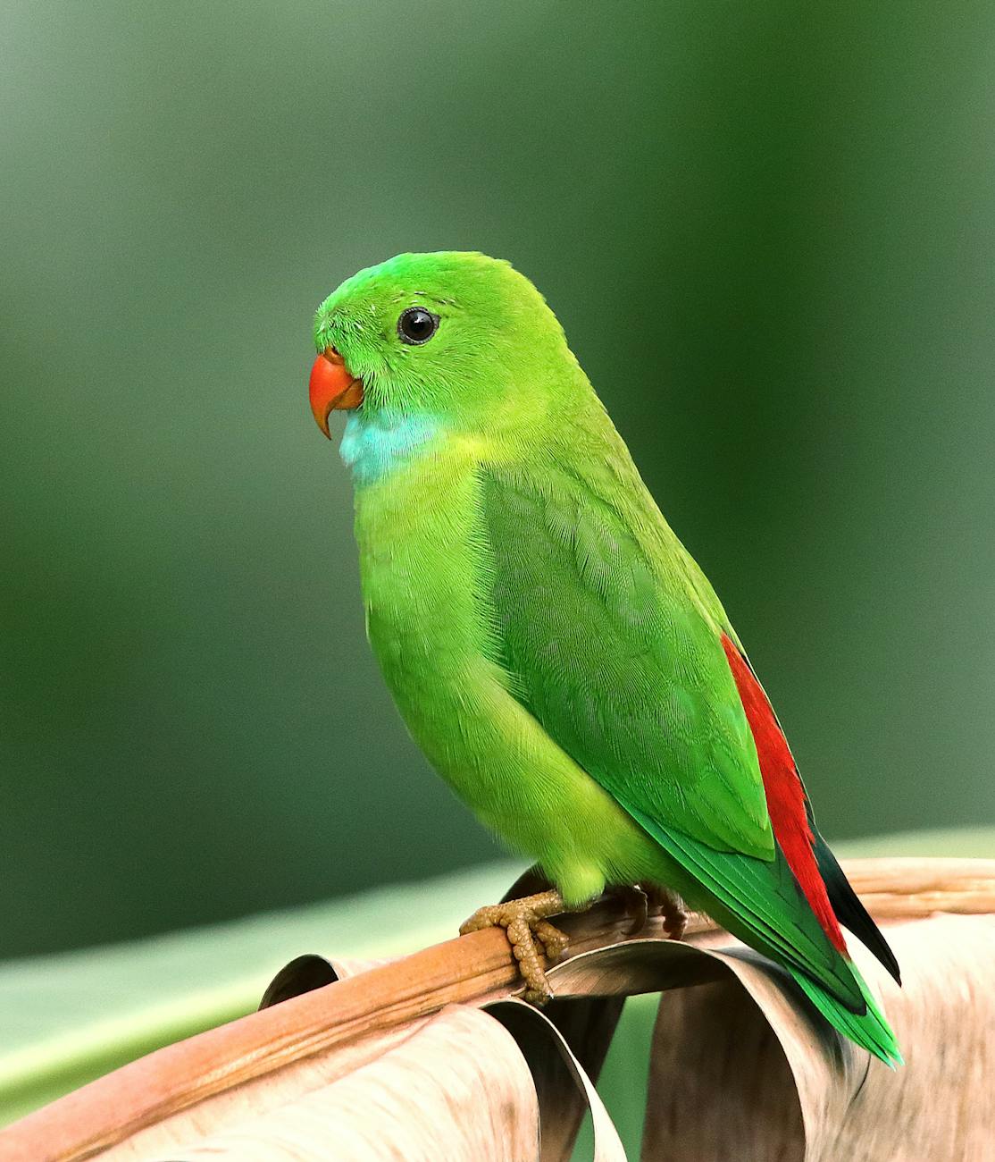 A vibrant green parrot with colorful plumage perched on a branch in a tropical setting.