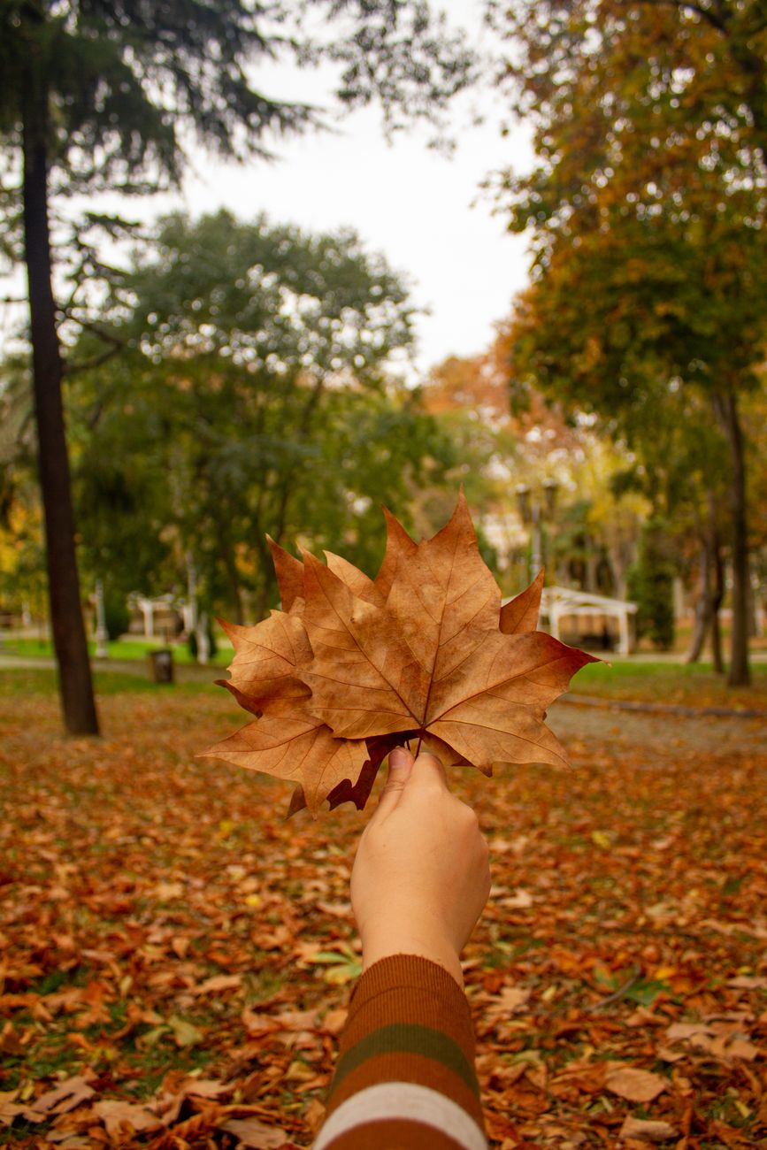 Close-up of hand holding brown autumn leaves in a park during fall.