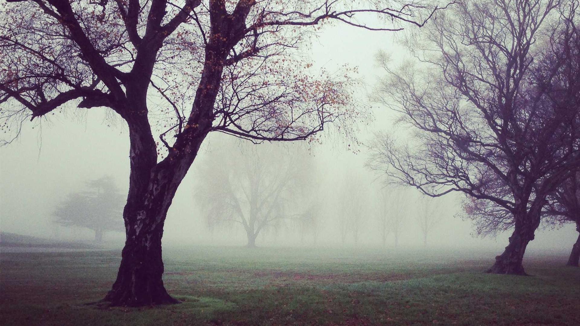 Random image from Lorem Picsum