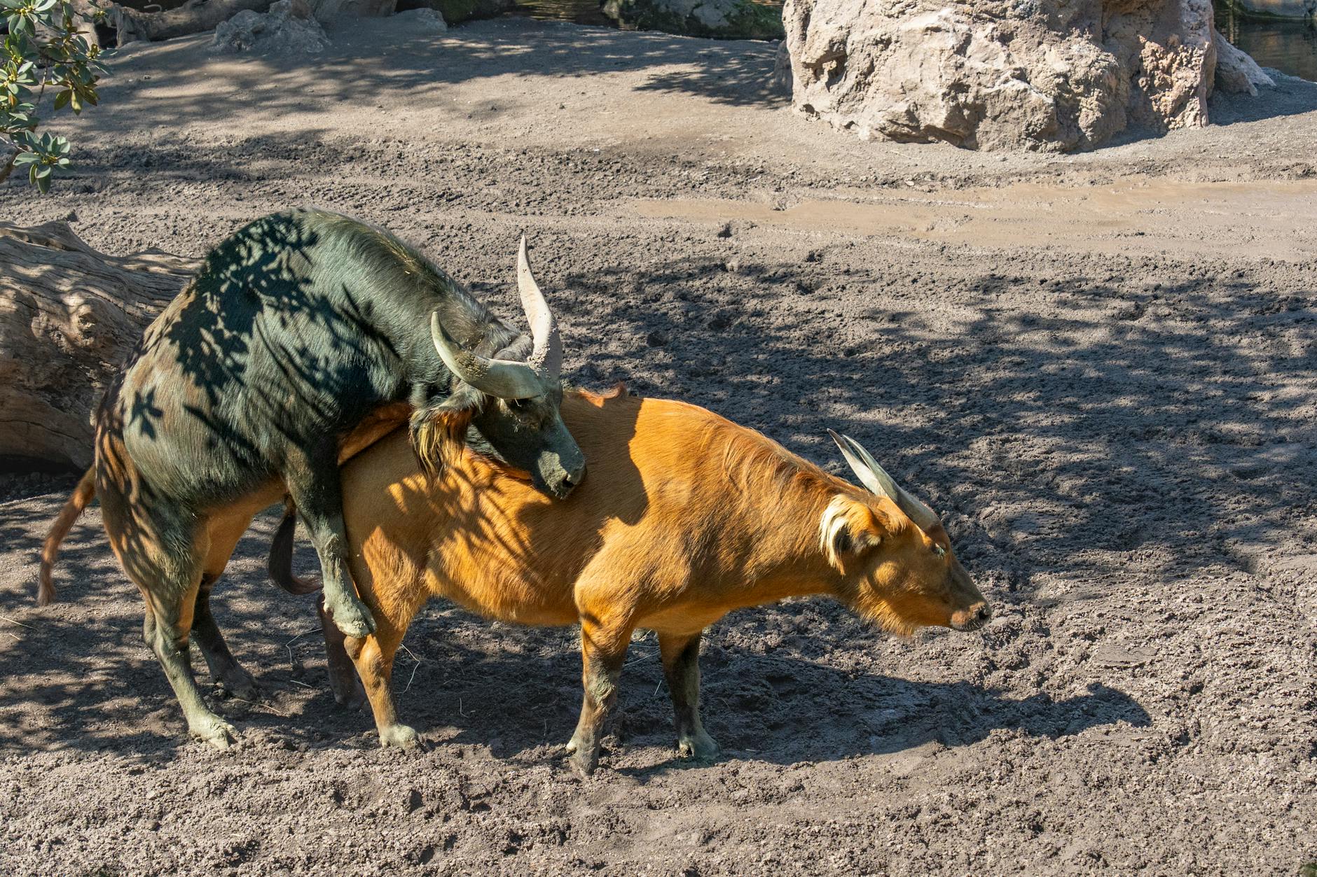 Two African buffaloes engage in natural behavior under the sunlight in a zoo enclosure.