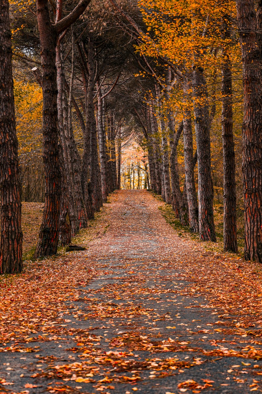 A tranquil autumn pathway lined with tall trees and fallen leaves in İstanbul, Türkiye.