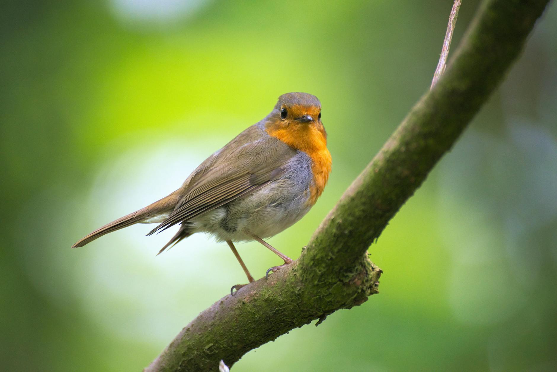 A detailed view of a robin perched on a branch in a lush garden setting.