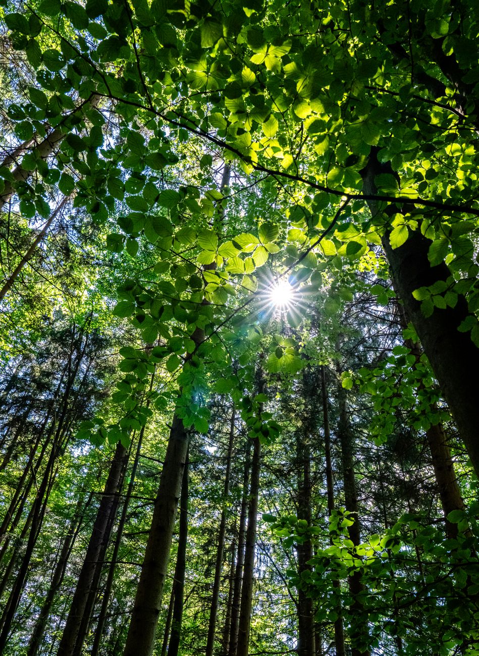 Serene forest scene with sunlight filtering through lush green leaves.