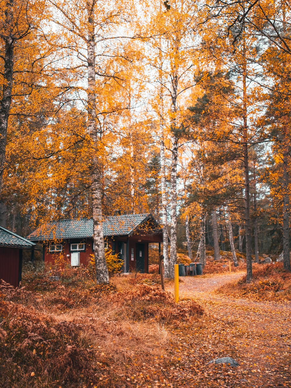 A scenic view of a rustic cabin amongst vibrant autumn trees in Grinda, Stockholm County.