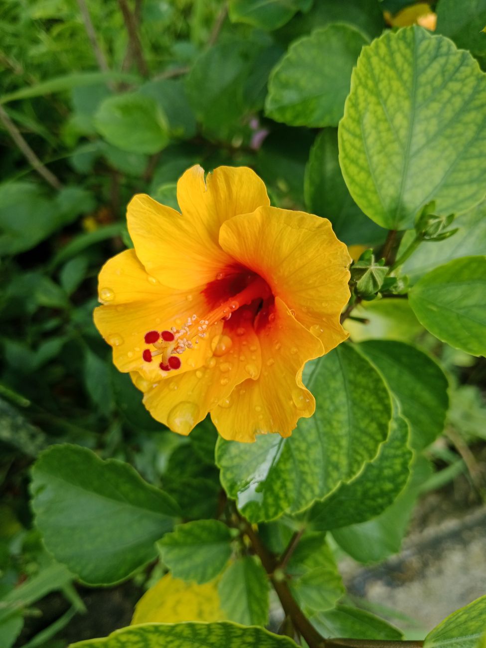 Close-up of a vibrant yellow hibiscus flower with fresh morning dew, captured outdoors in lush greenery.