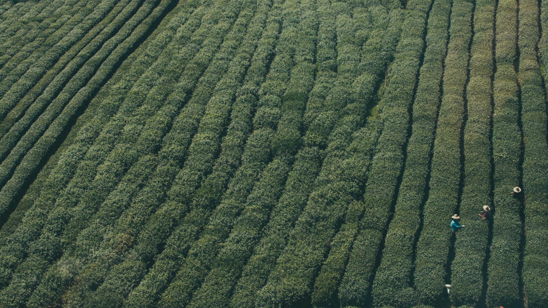 Random image from Lorem Picsum