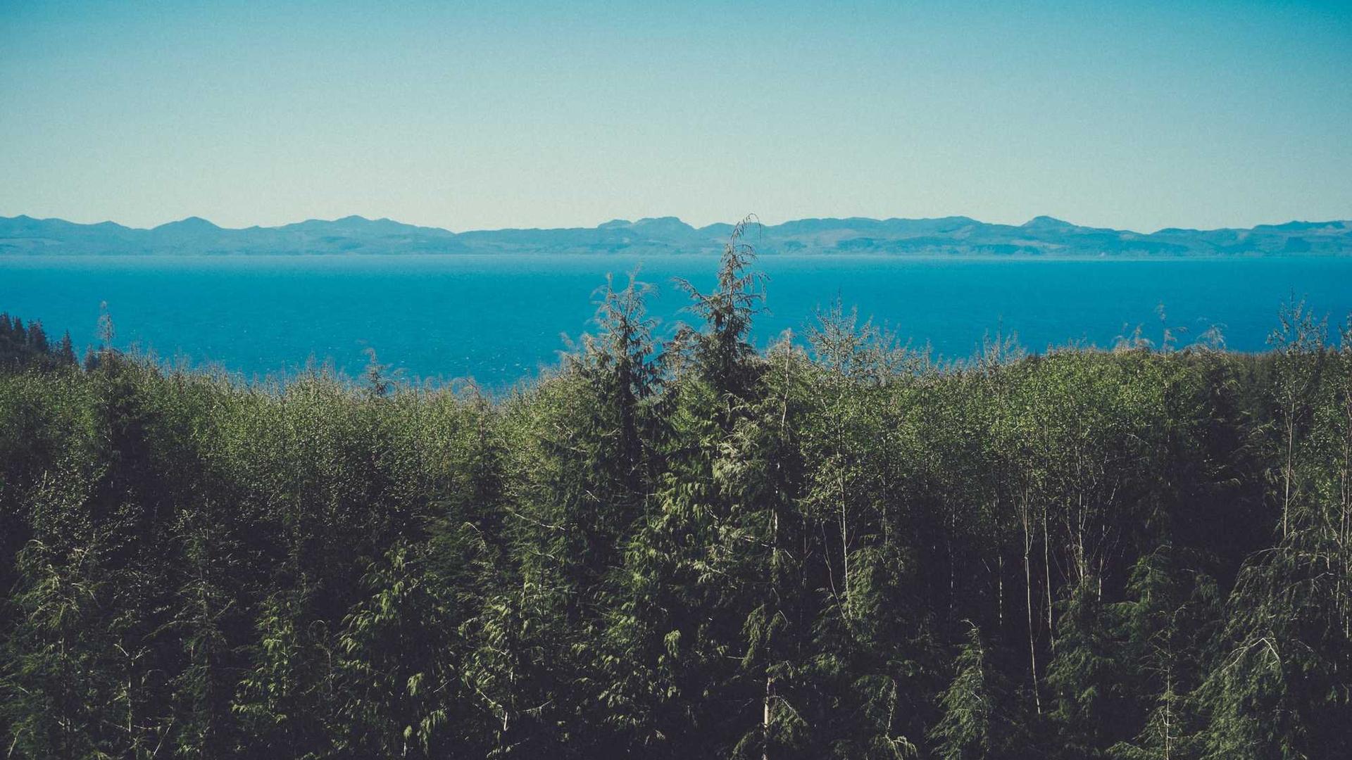 Random image from Lorem Picsum