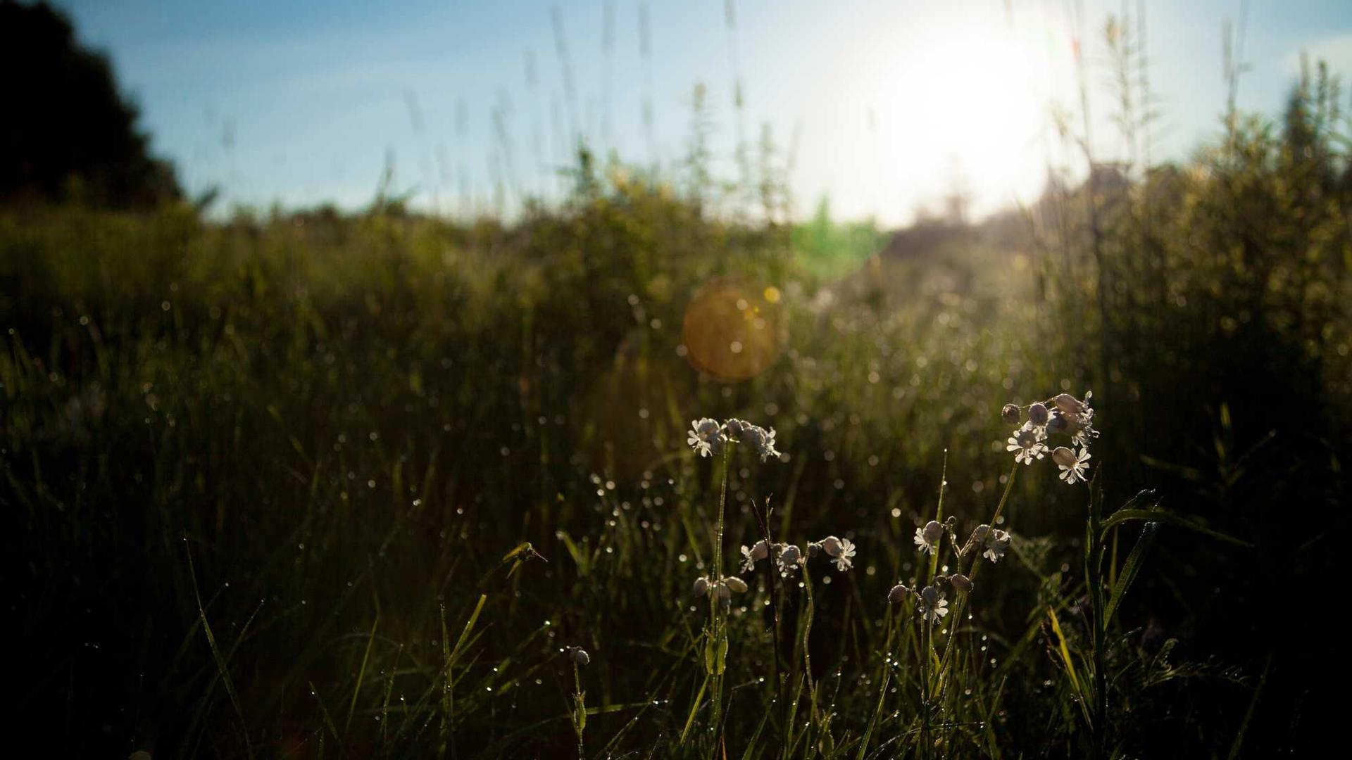 Random image from Lorem Picsum