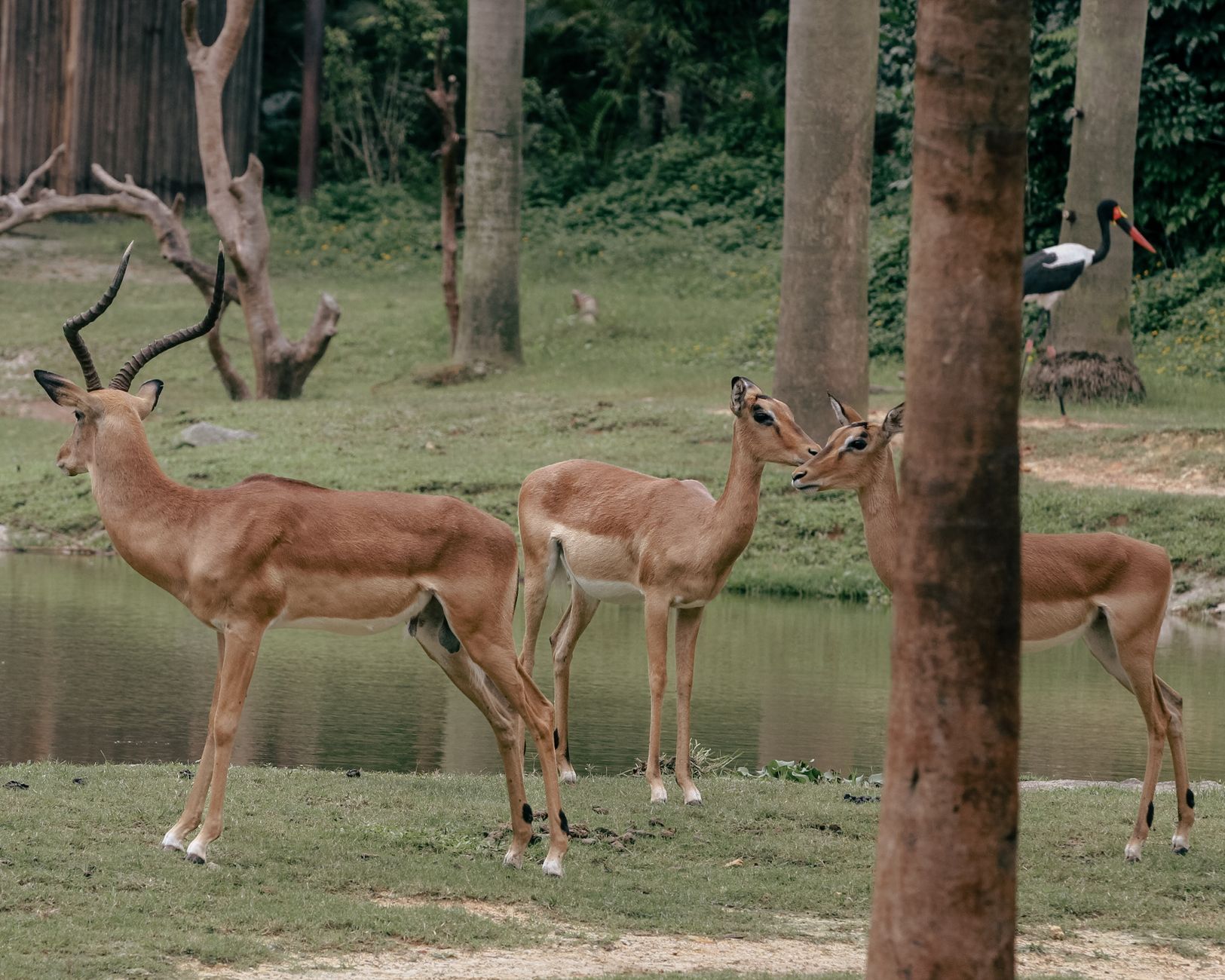 Three impalas and a saddle-billed stork by a serene pond surrounded by lush vegetation.