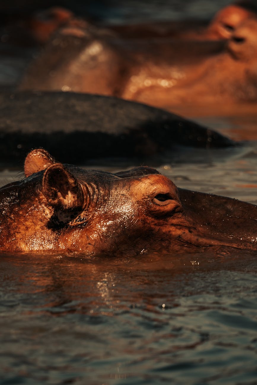 A detailed shot of a hippopotamus partially submerged in water at sunset, capturing its natural habitat.
