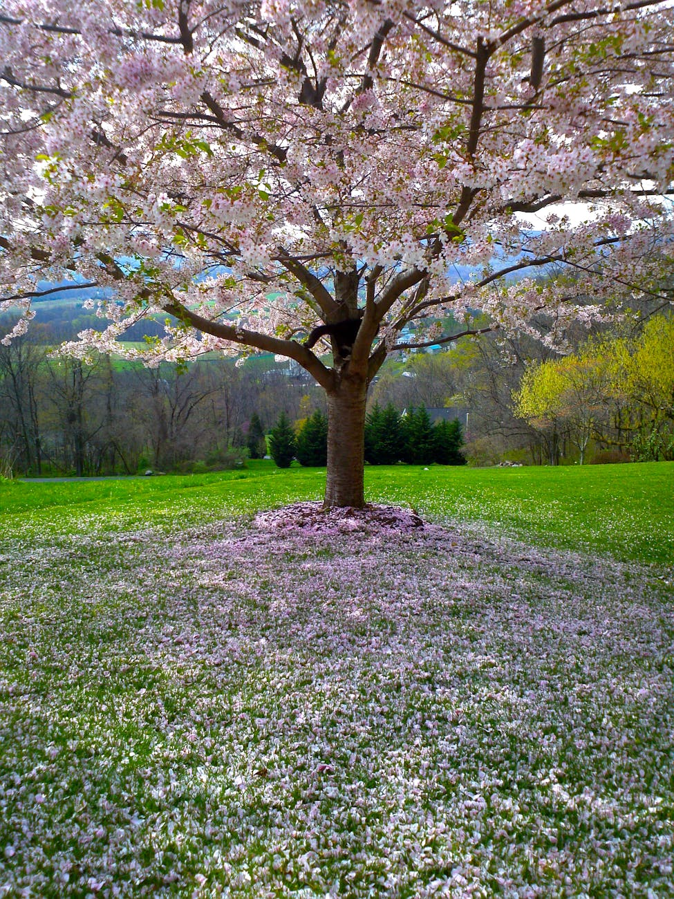 Stunning cherry blossom tree surrounded by a lush green landscape in springtime.