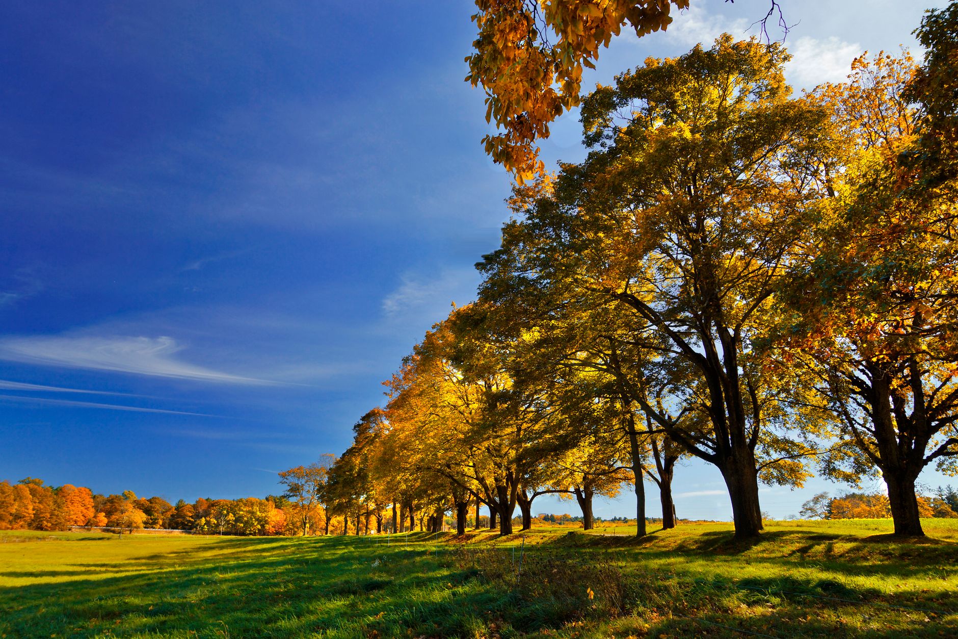 Captivating autumn scene with golden foliage under a bright blue sky in Ipswich, MA.