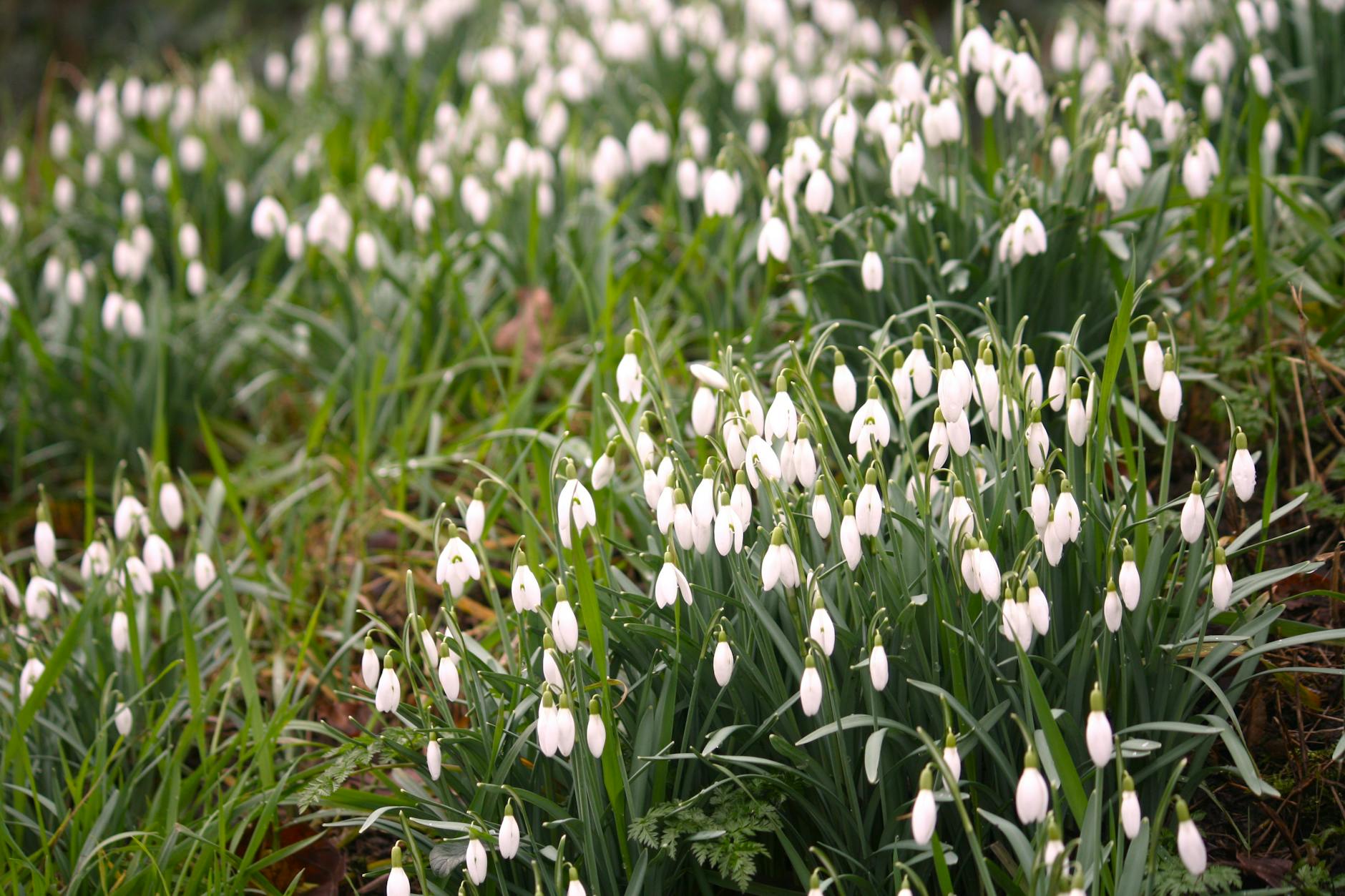 A serene view of lush snowdrops blooming in Morchard Bishop, England during spring.