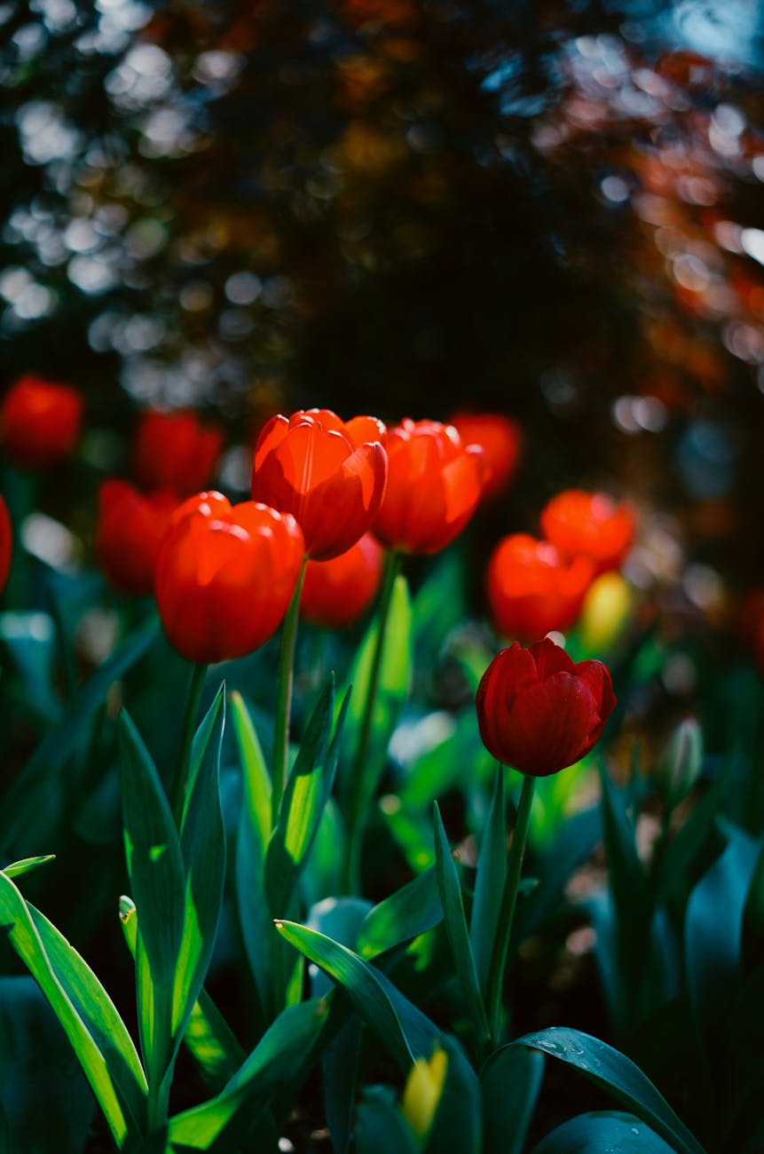 A stunning close-up of vibrant red tulips blooming in a lush spring garden.