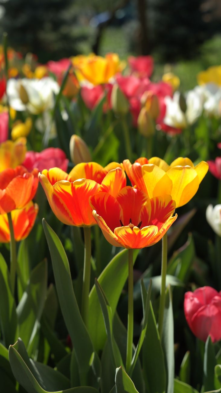 Bright tulips in full bloom under sunlight, showcasing vibrant red, orange, and yellow hues in a spring garden.