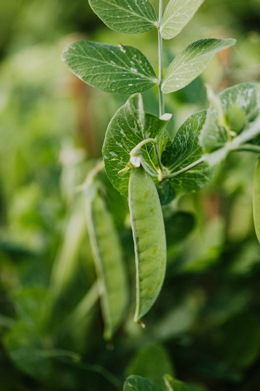 Close-up of green peas growing on a plant, showcasing freshness and natural environment.