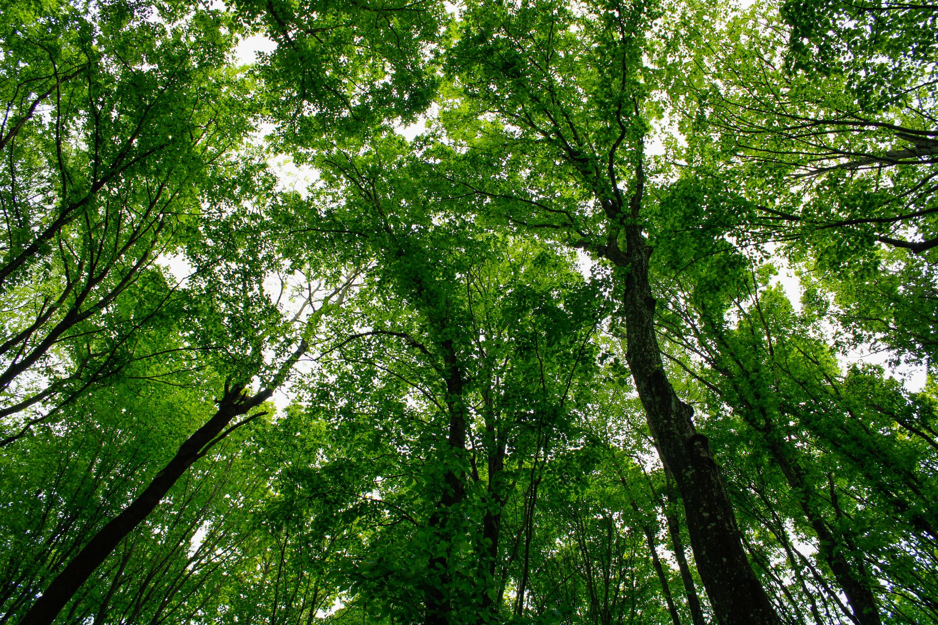 A serene view from below tall green trees in a Hungarian forest, capturing nature's beauty.