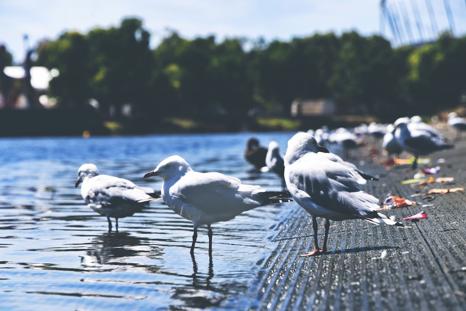 Seagulls gathered at a peaceful lake shore, capturing the essence of wildlife and nature.
