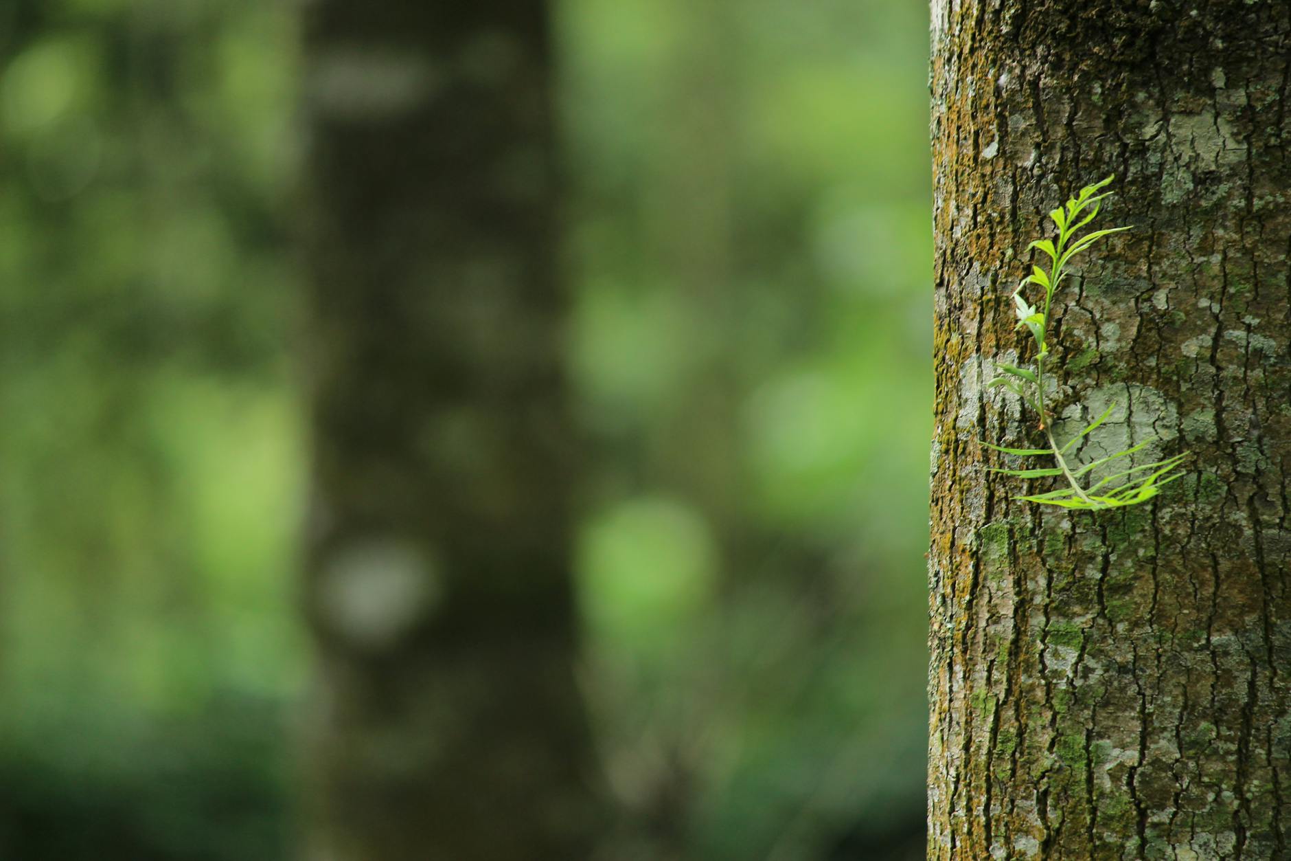 A vibrant green fern grows on a tree trunk, capturing a serene forest atmosphere.