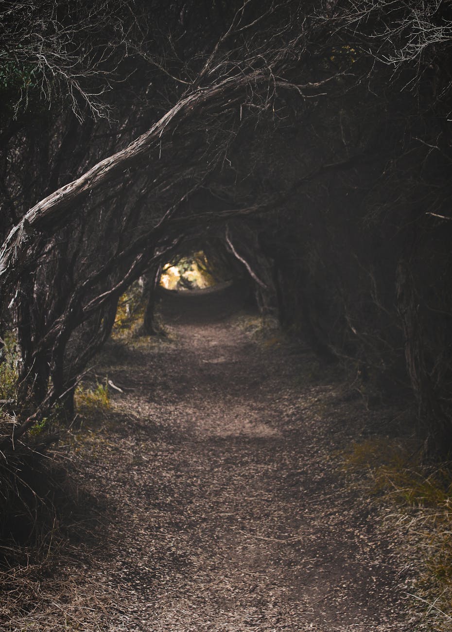Eerie forest pathway surrounded by dense, shadowy woods creating a tunnel-like ambience.