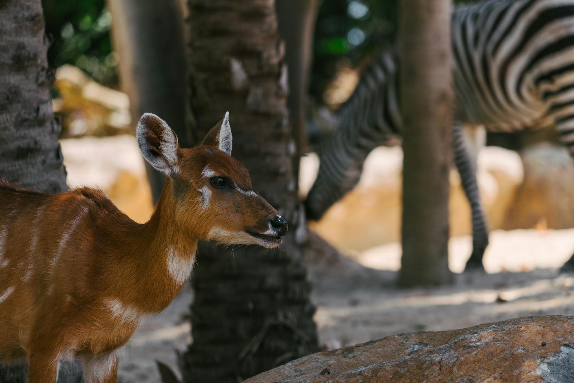 Close-up of a young antelope with a zebra in the background during a safari.