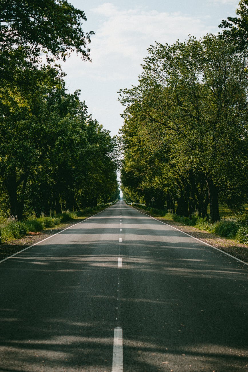 A tranquil tree-lined road stretches into the distance under a summer sky, perfect for travel themes.