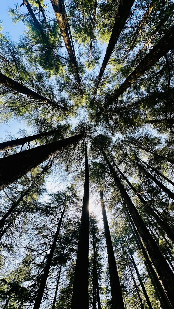Looking up at towering trees in a dense forest with sunlight filtering through the canopy.