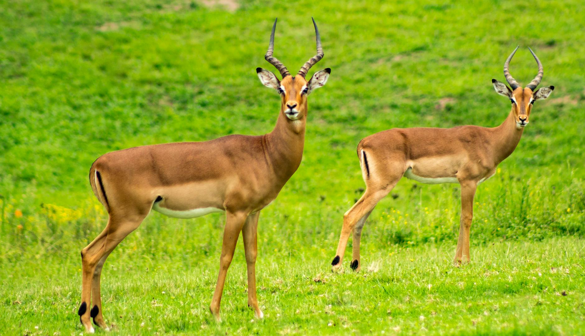 Two impalas standing alert in a lush South African grassland, showcasing wildlife.