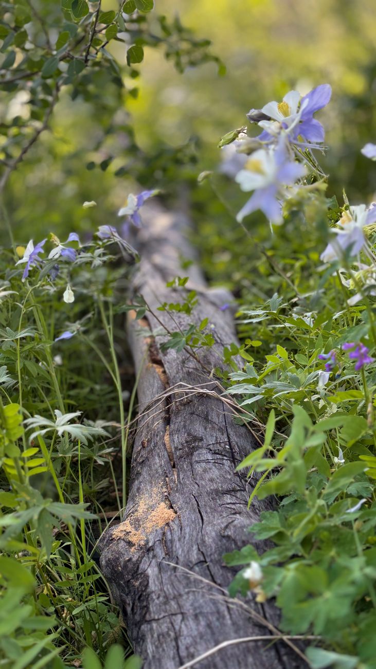 Lush wildflowers and weathered log in a serene Colorado forest setting.