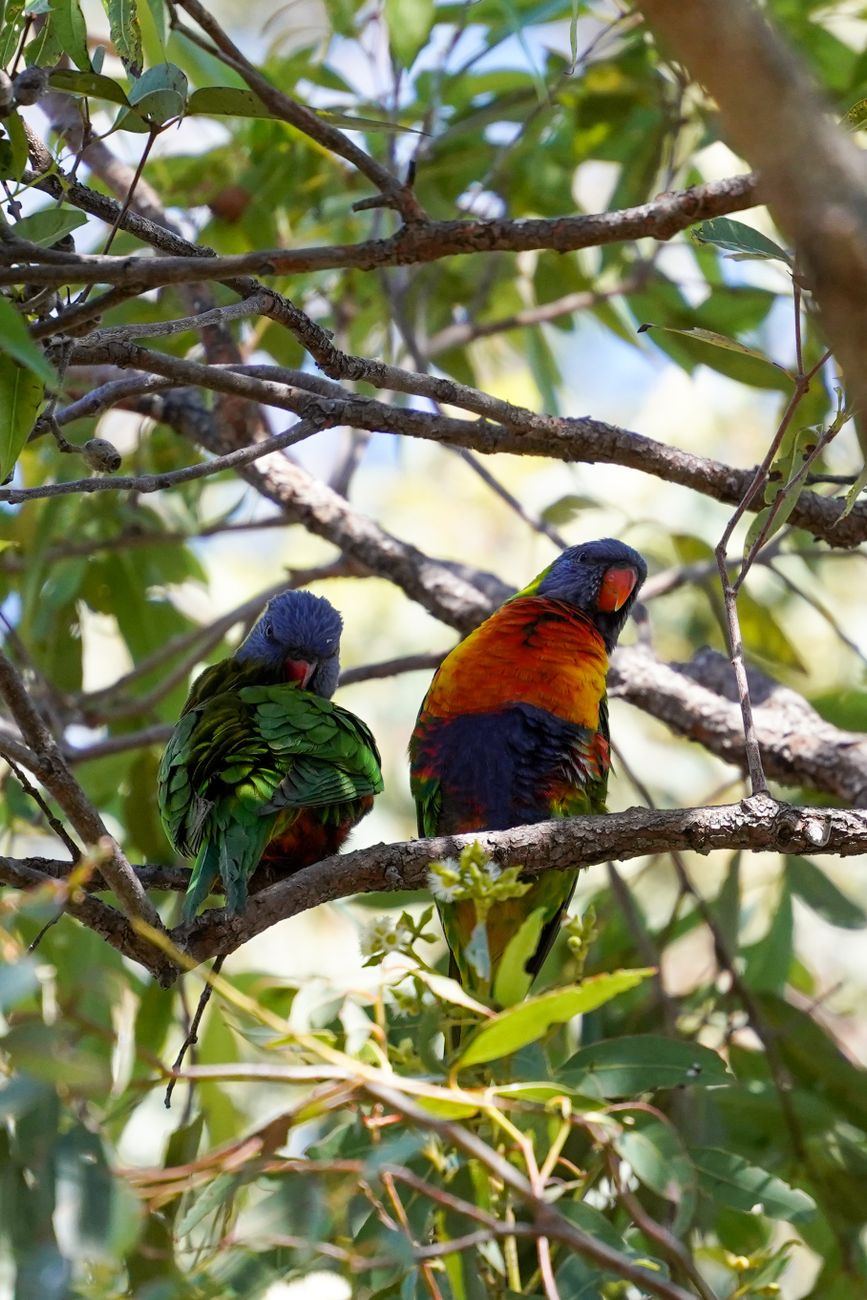 Vibrant lorikeets resting among green foliage on a sunny day.