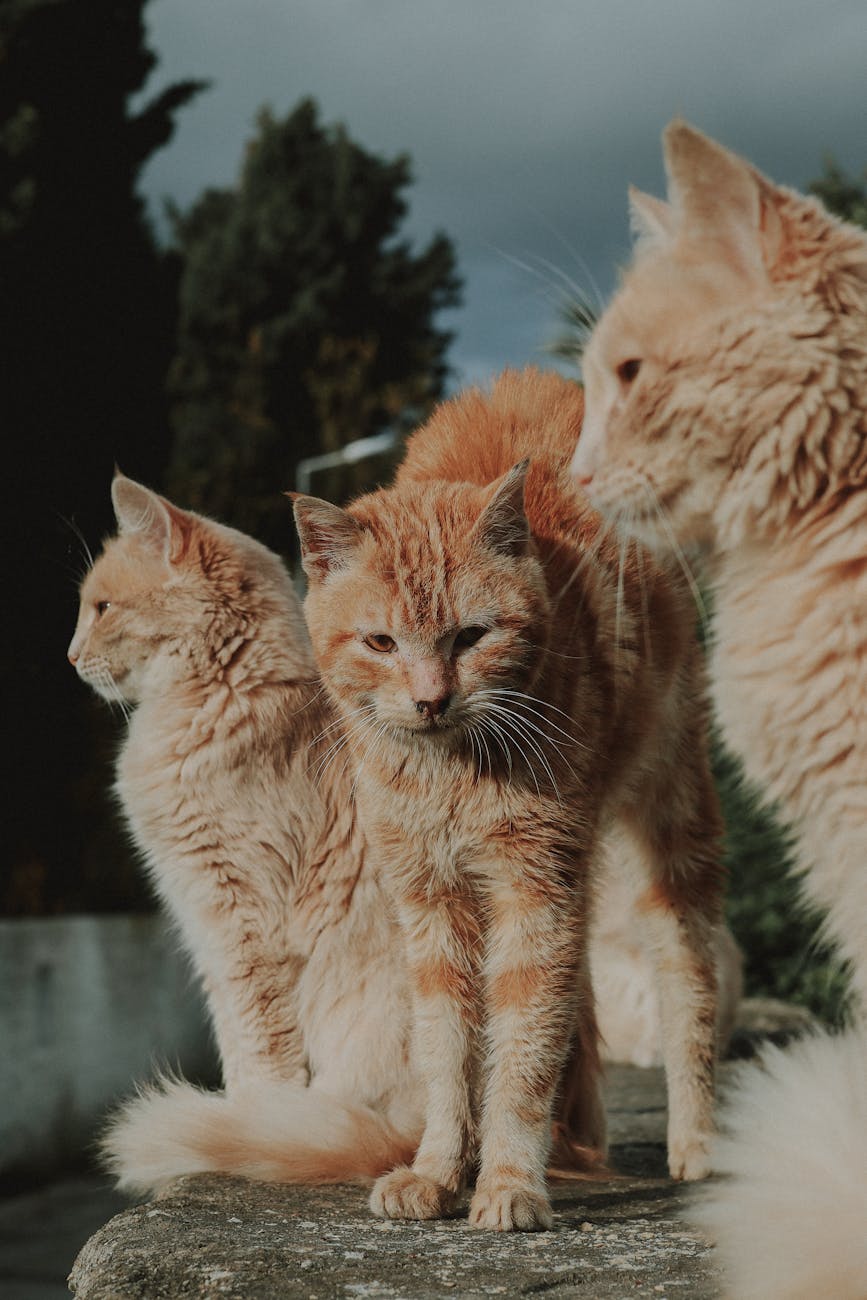 Three ginger domestic cats sitting outdoors, displaying natural beauty and companionship.