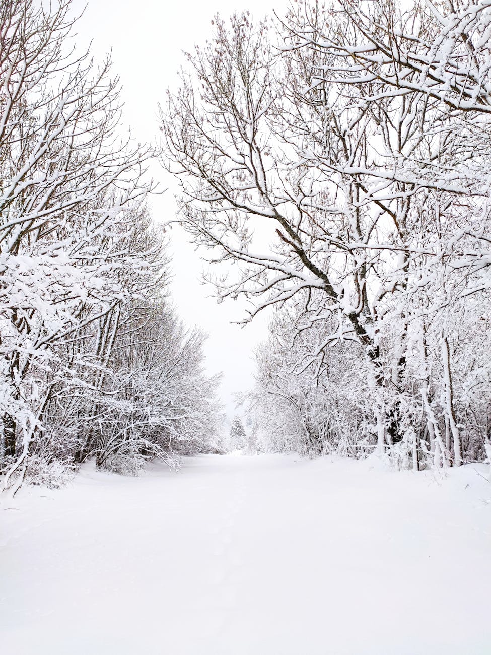 A tranquil snowy forest covered in white, perfect for seasonal backgrounds and nature enthusiasts.