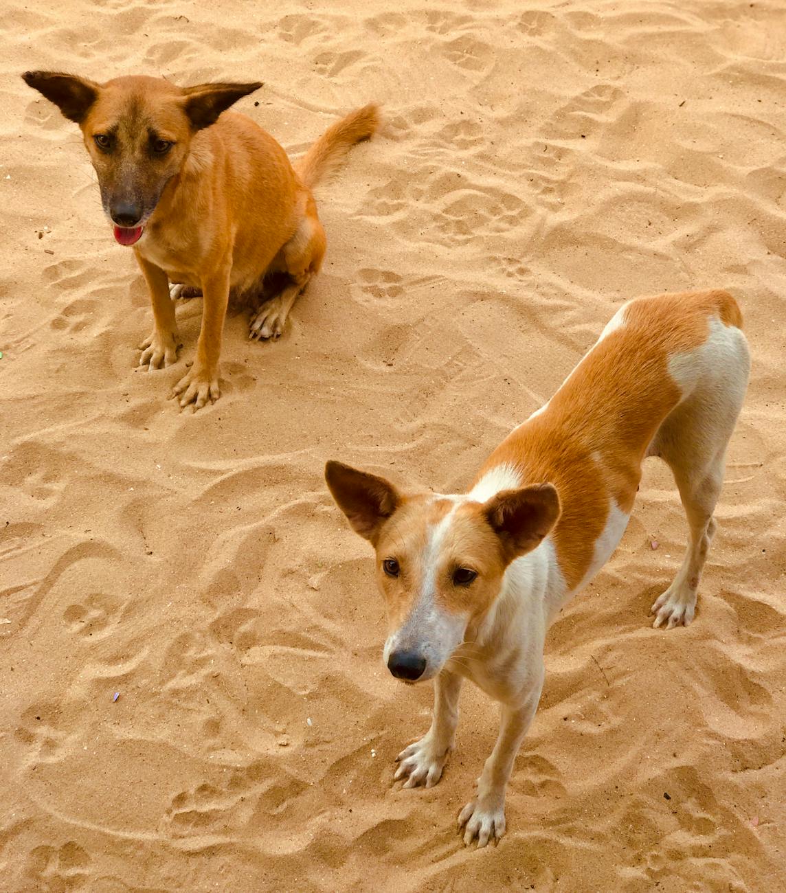 Street dogs on sandy beach in Lagos, Nigeria capturing a natural moment outdoors.