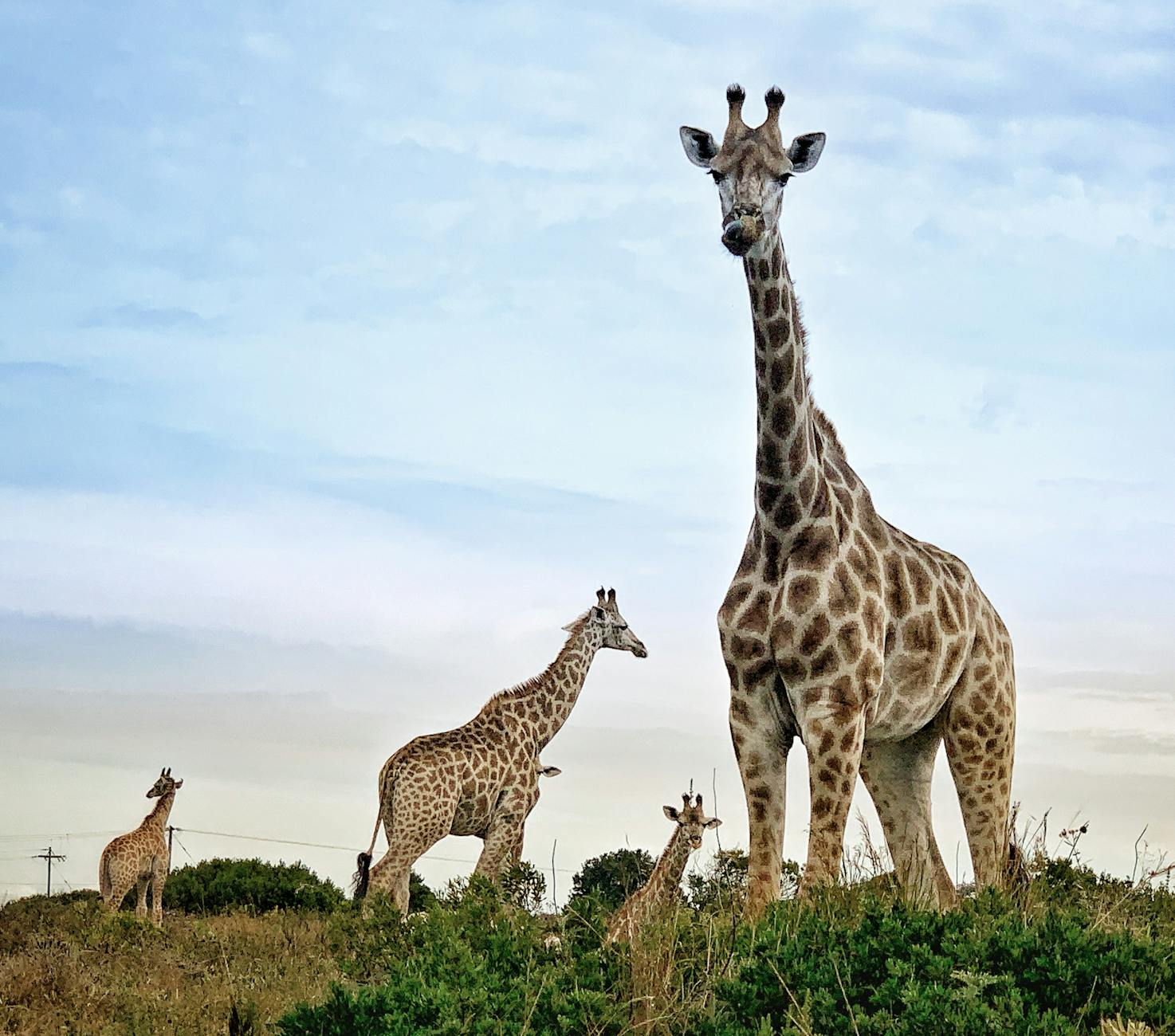 A group of giraffes stand tall in the open savannah, showcasing their elegant stature.