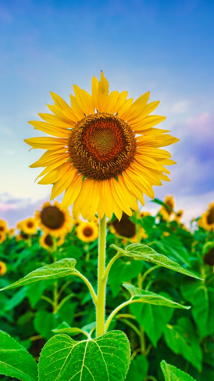 Bright sunflower in a lush field, capturing the essence of summer under a clear blue sky.