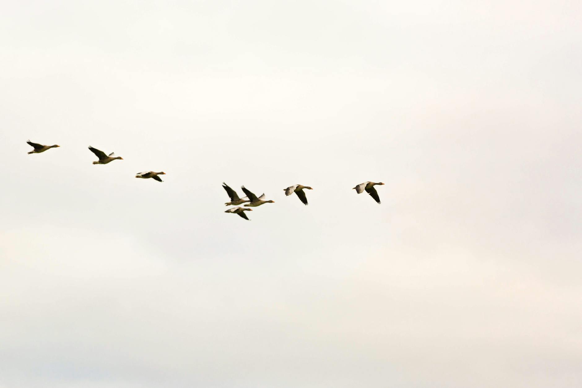 A group of birds flying in formation across a clear sky, showcasing natural avian beauty.