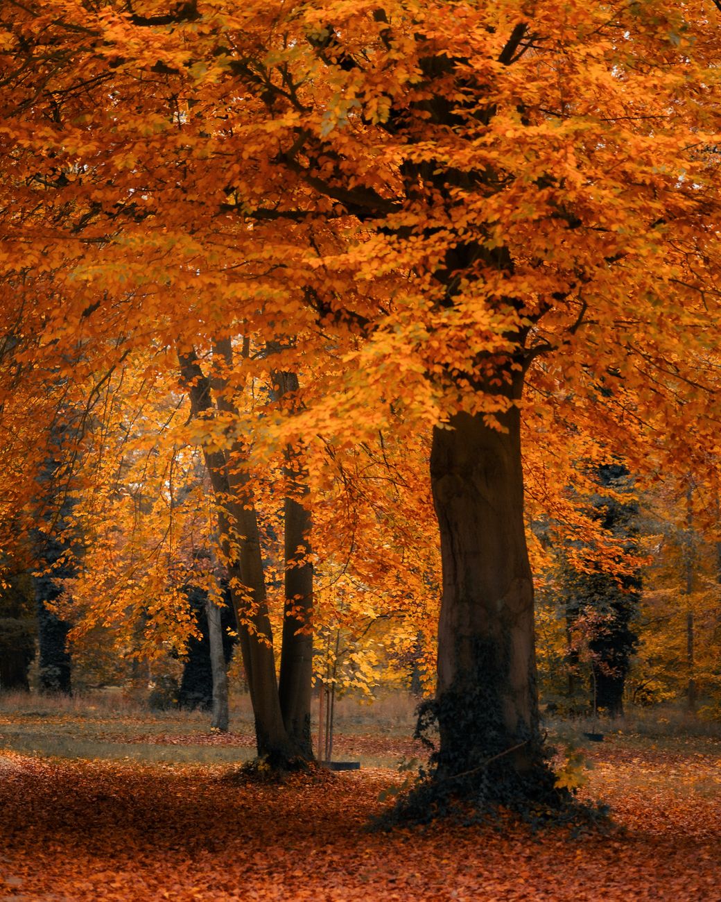 Beautiful autumn scene with vibrant orange leaves in a forest in Potsdam.