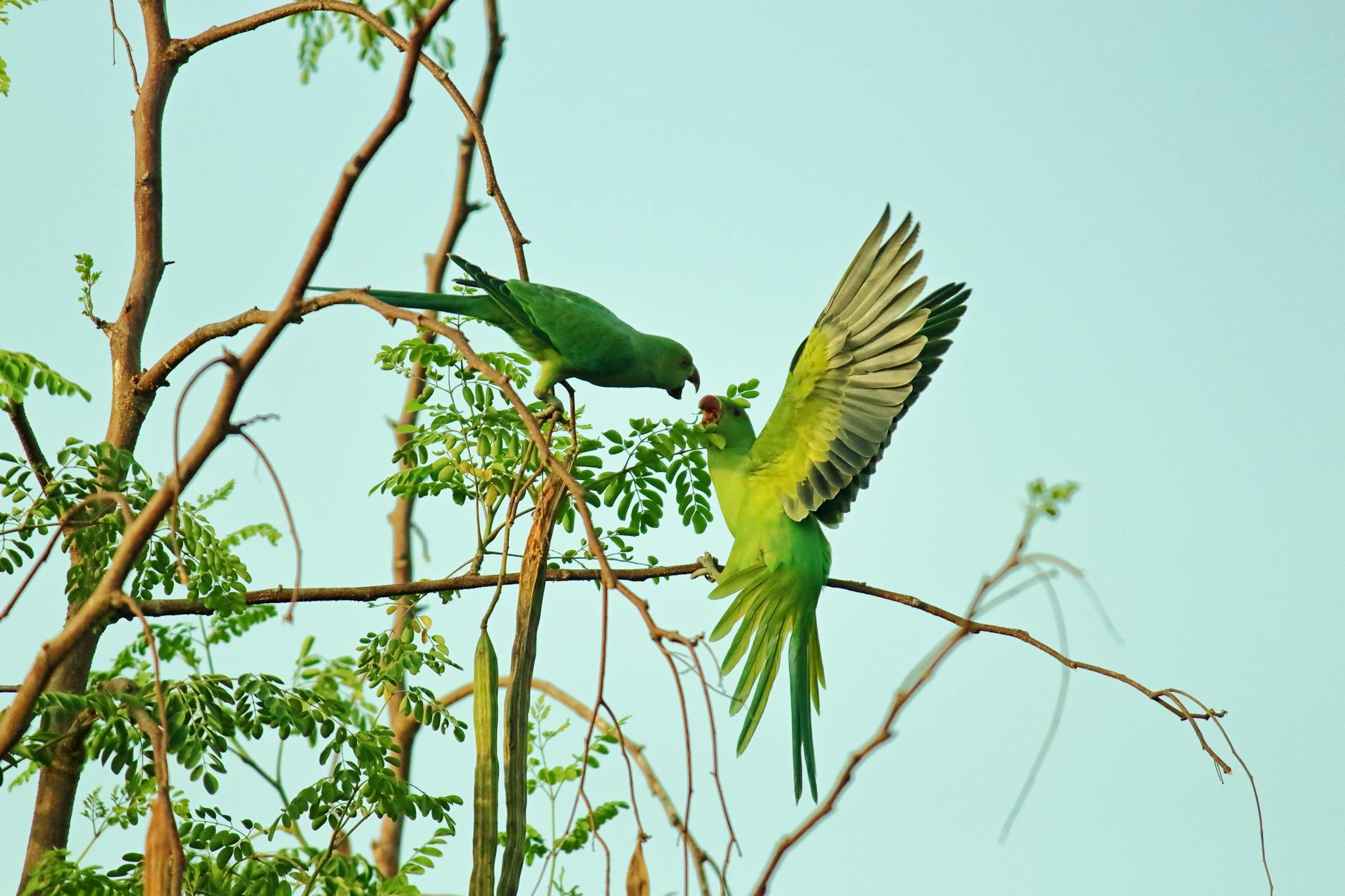 Two green parrots interacting on branches in a natural outdoor setting, vibrant and lively