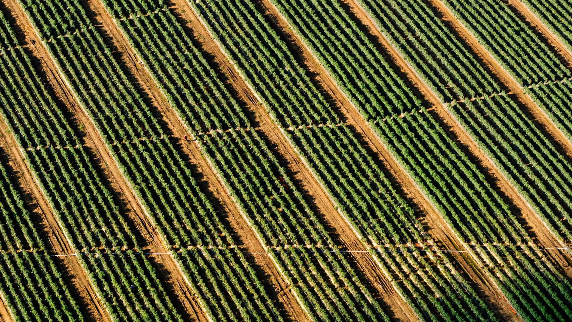 Random image from Lorem Picsum