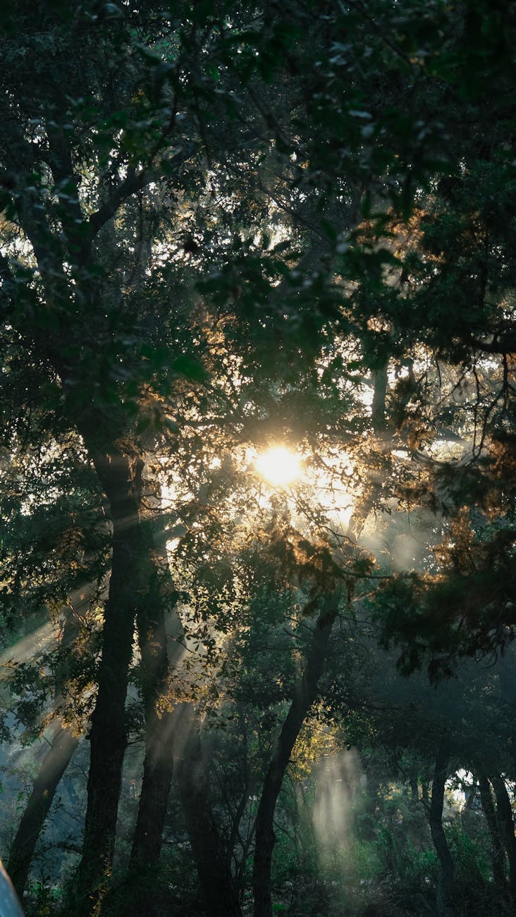 Captivating sunbeams penetrating a lush forest canopy, creating a serene atmospheric scene.