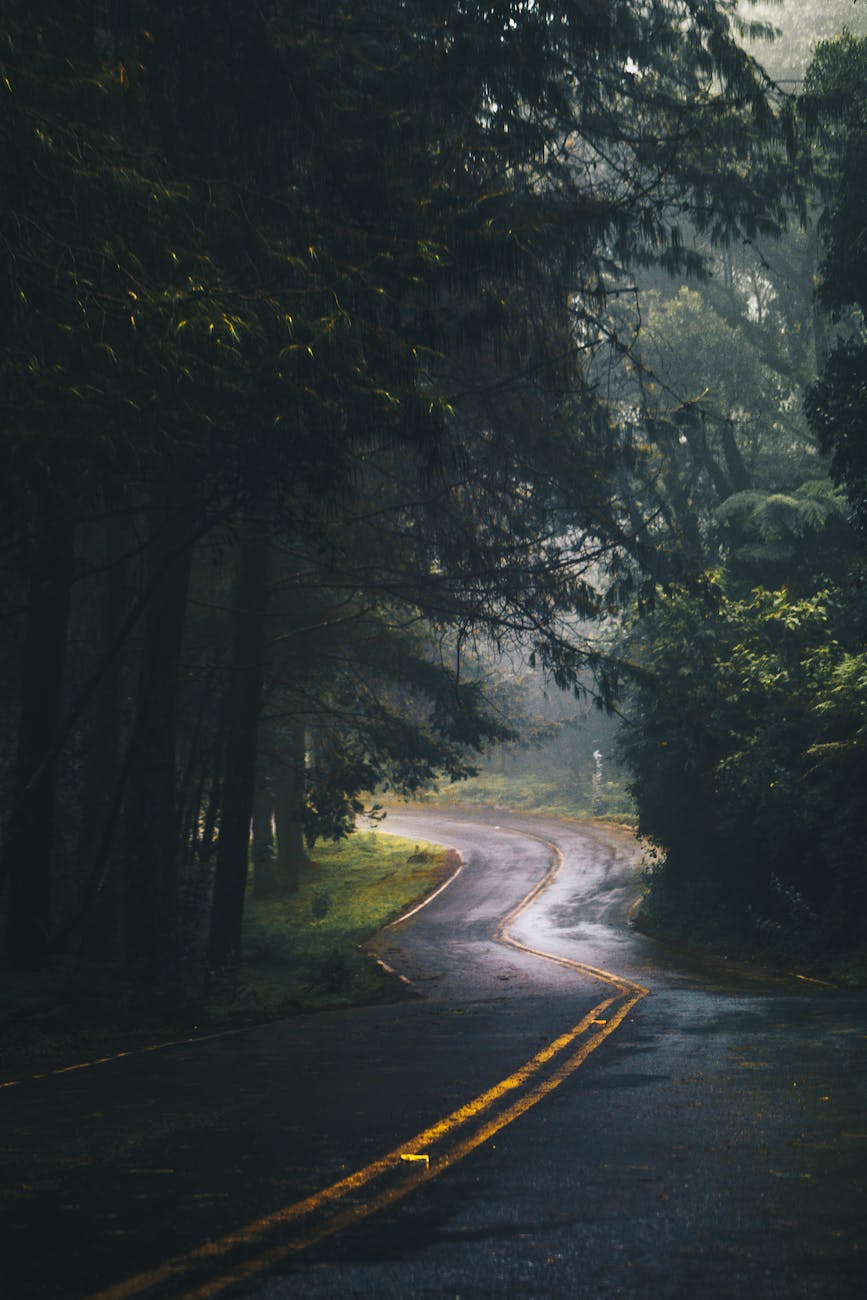 A tranquil curved forest road after rain, surrounded by lush green foliage and tall trees.