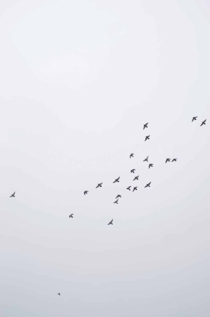 A group of birds soaring in a clear sky, illustrating freedom and nature's beauty.