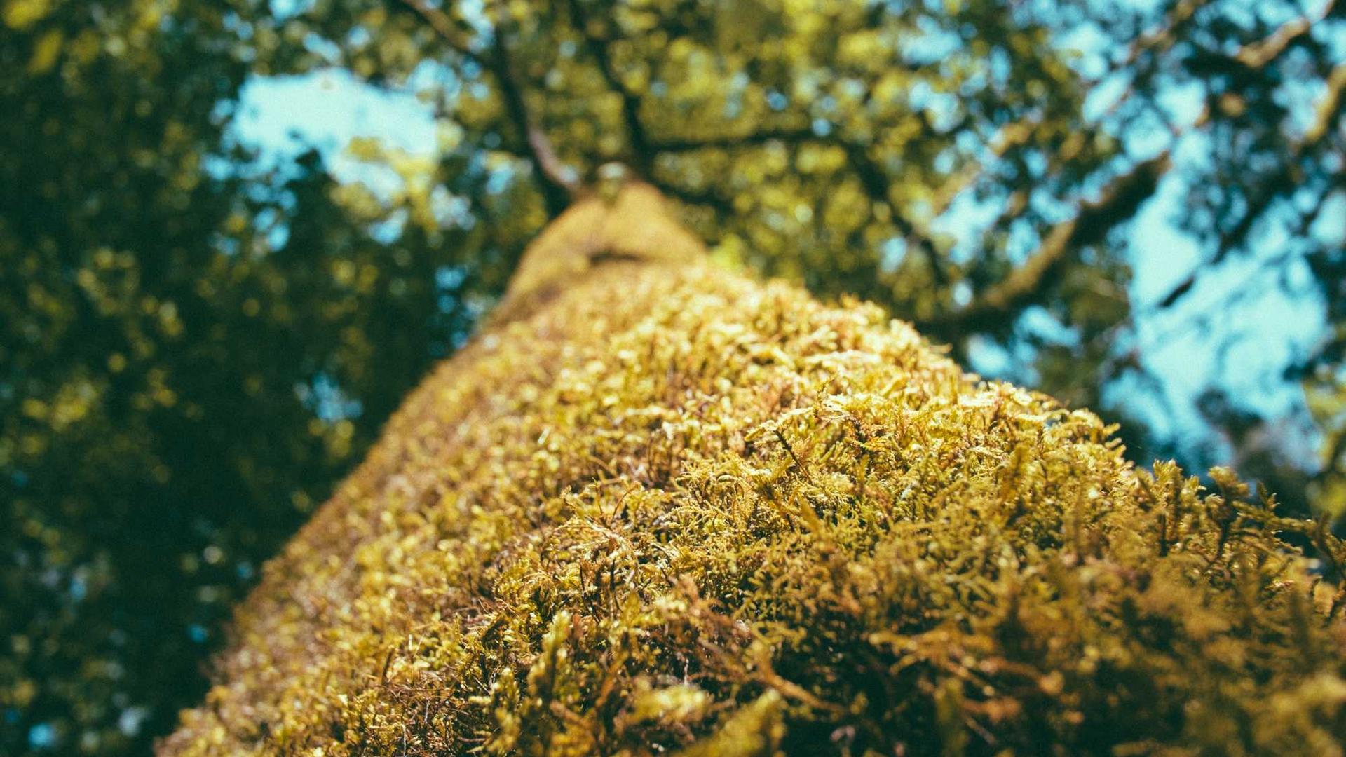 Random image from Lorem Picsum